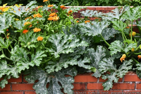 Courgette plants with yellow flowers growing in a red-brick raised bed